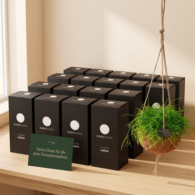 Kokodama Rhipsalis hängend Firmengeschenk: Größere Firmenbestellung mit Geschenkboxen