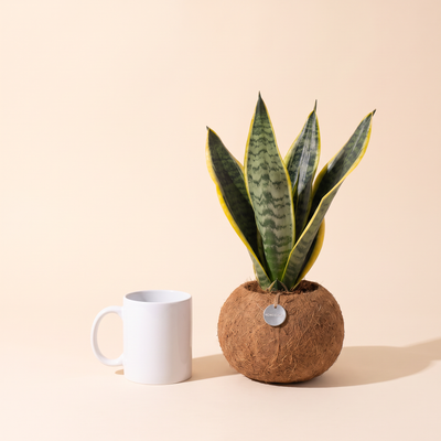 Größenvergleich Kokodama Sansevieria neben einer Kaffeetasse