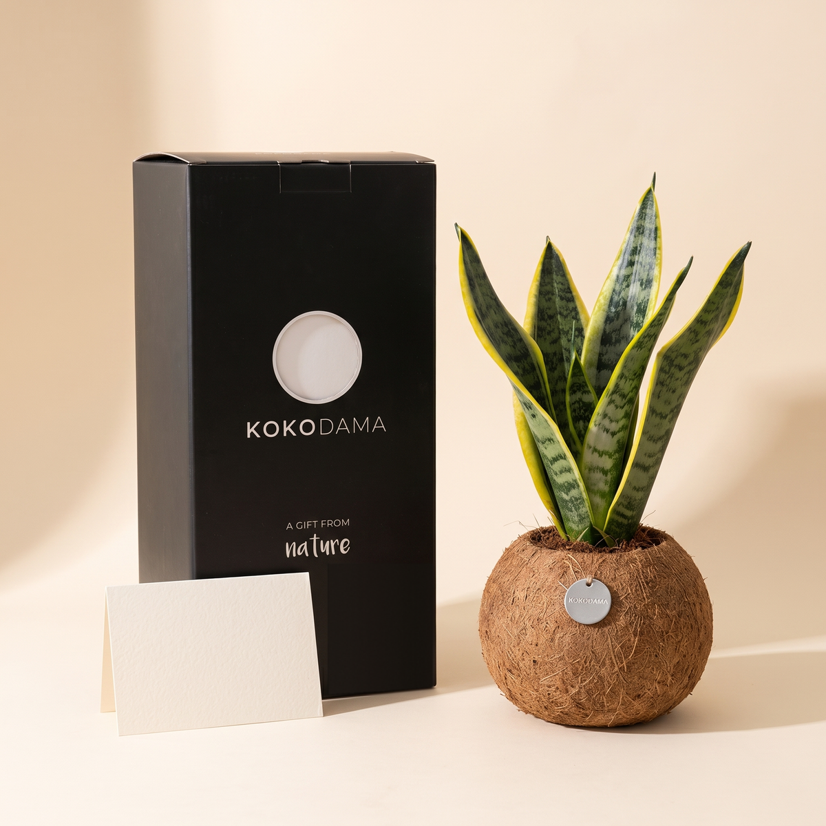 Kokodama Sansevieria als Firmengeschenk mit Geschenkbox und Grußkarte