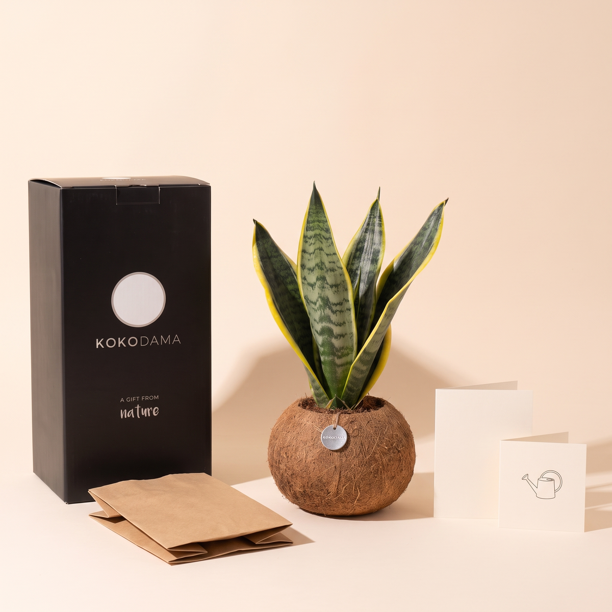 Lieferumfang Kokodama Firmengeschenk: Pflanze, Geschenkbox, Grußkarte und Pflegekarte