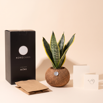 Lieferumfang Kokodama Firmengeschenk: Pflanze, Geschenkbox, Grußkarte und Pflegekarte