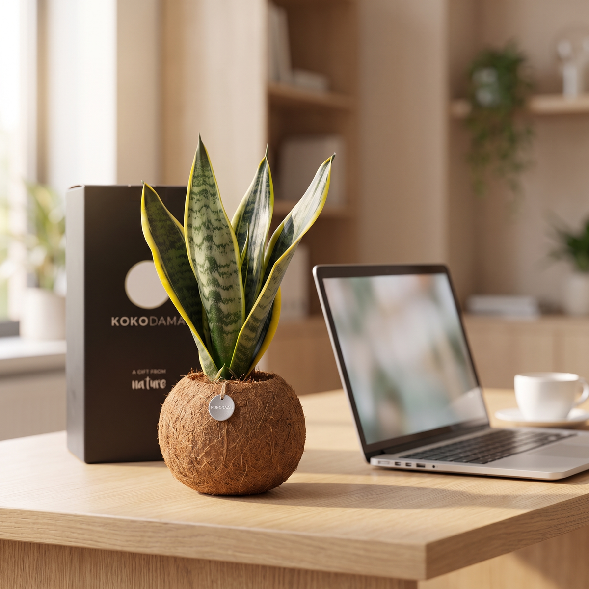 Kokodama Sansevieria als Mitarbeitergeschenk am Arbeitsplatz