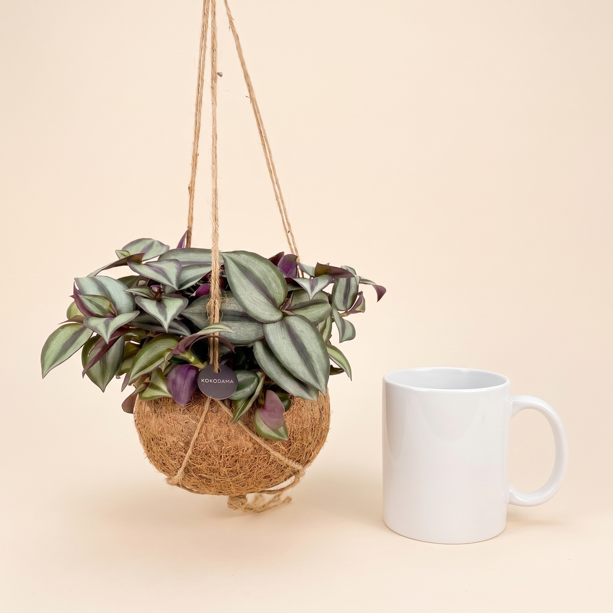 Größenvergleich der 15 Zentimeter Kokodama Tradescantia neben einer Kaffeetasse