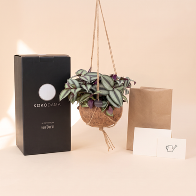 Lieferumfang des Kokodama Tradescantia Firmengeschenks mit Geschenkbox, Grußkarte und Pflegekarte
