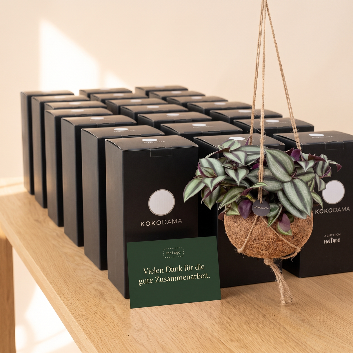 Kokodama Tradescantia Firmengeschenke in großer Stückzahl versandfertig vorbereitet