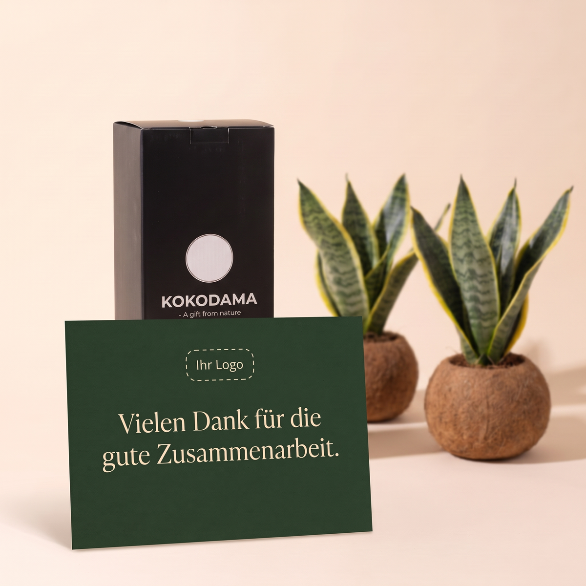 Kokopot Sansevieria Yellow 2er-Set Firmengeschenk: Personalisierbare Grußkarte mit Firmenlogo