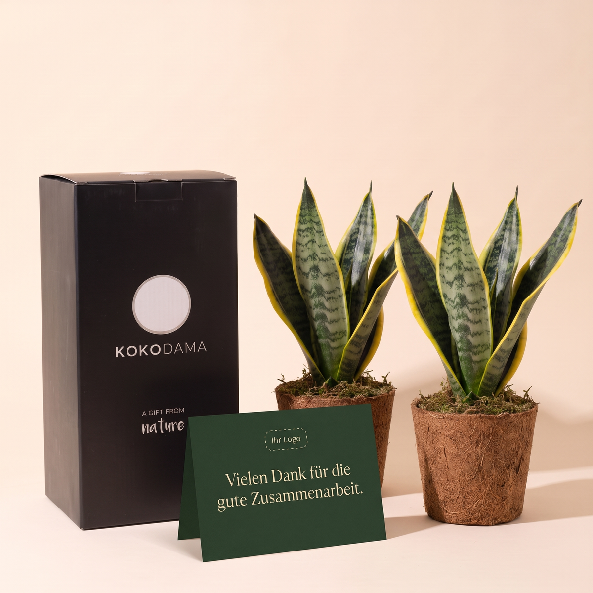 Kokopot Sansevieria Yellow 2er-Set Firmengeschenk: Heroansicht mit Geschenkbox und Grußkarte