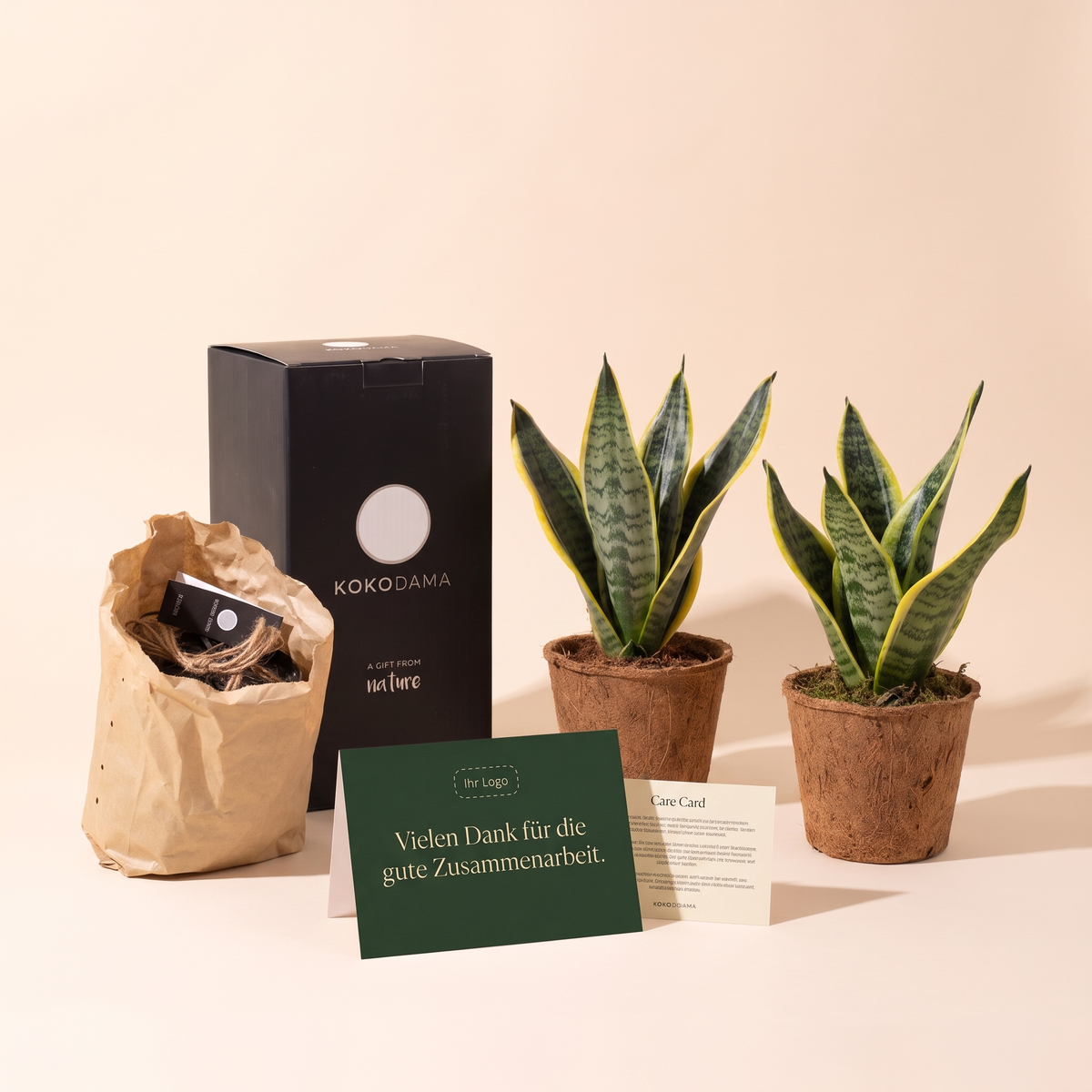 Kokopot Sansevieria Yellow 2er-Set Firmengeschenk: Lieferumfang mit Geschenkbox, Grußkarte und Pflegekarte