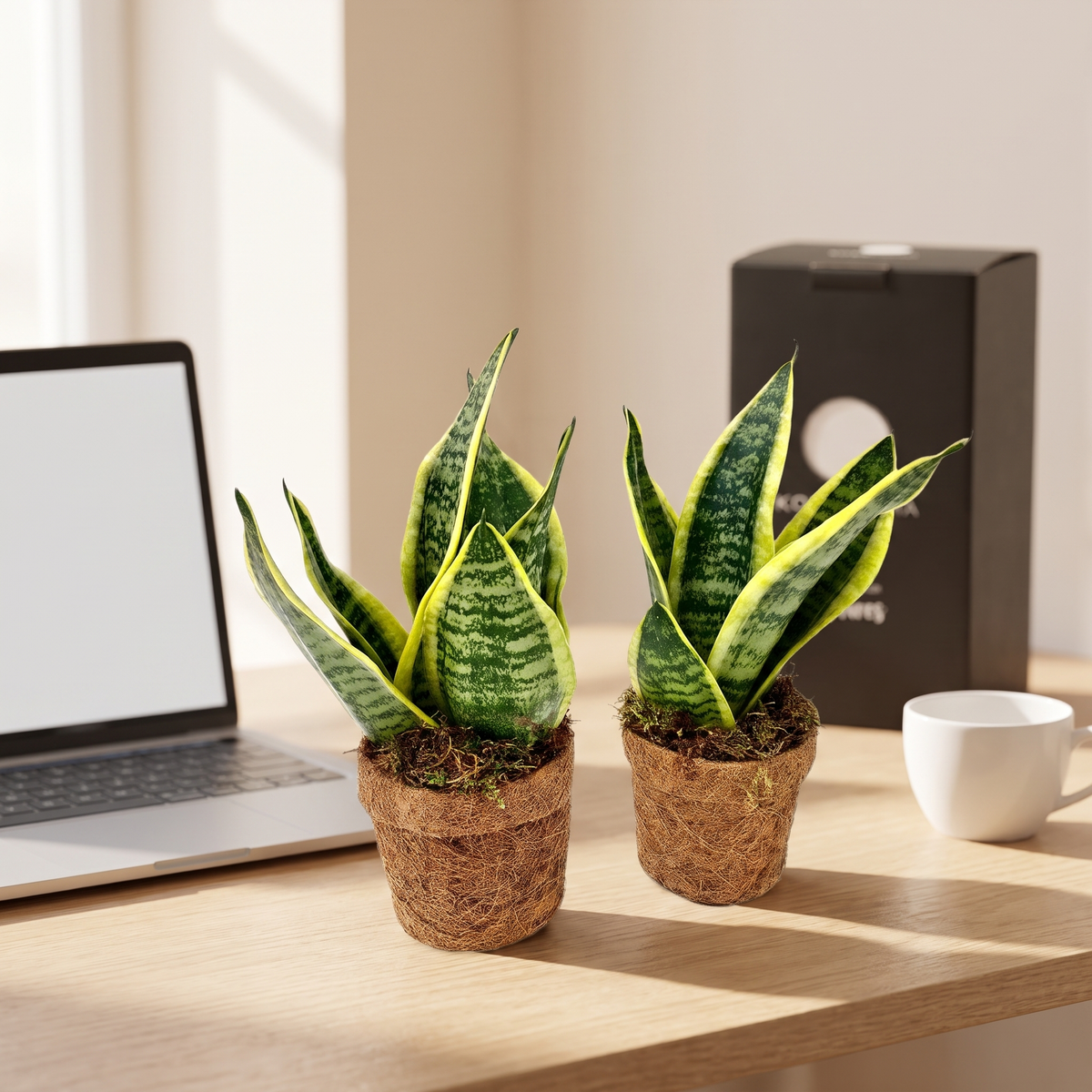 Kokopot Sansevieria Yellow 2er-Set Firmengeschenk: Firmengeschenk in einem modernen Büro