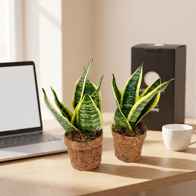 Kokopot Sansevieria Yellow 2er-Set Firmengeschenk: Firmengeschenk in einem modernen Büro