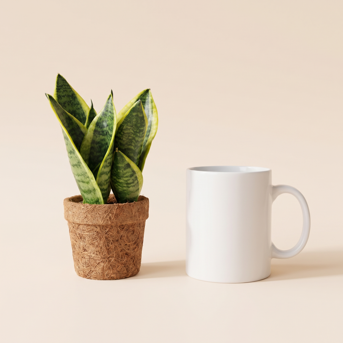 Kokopot Sansevieria Yellow Firmengeschenk: Größenvergleich mit einer Kaffeetasse