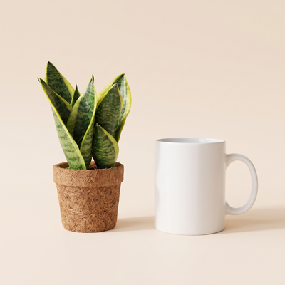 Kokopot Sansevieria Yellow Firmengeschenk: Größenvergleich mit einer Kaffeetasse