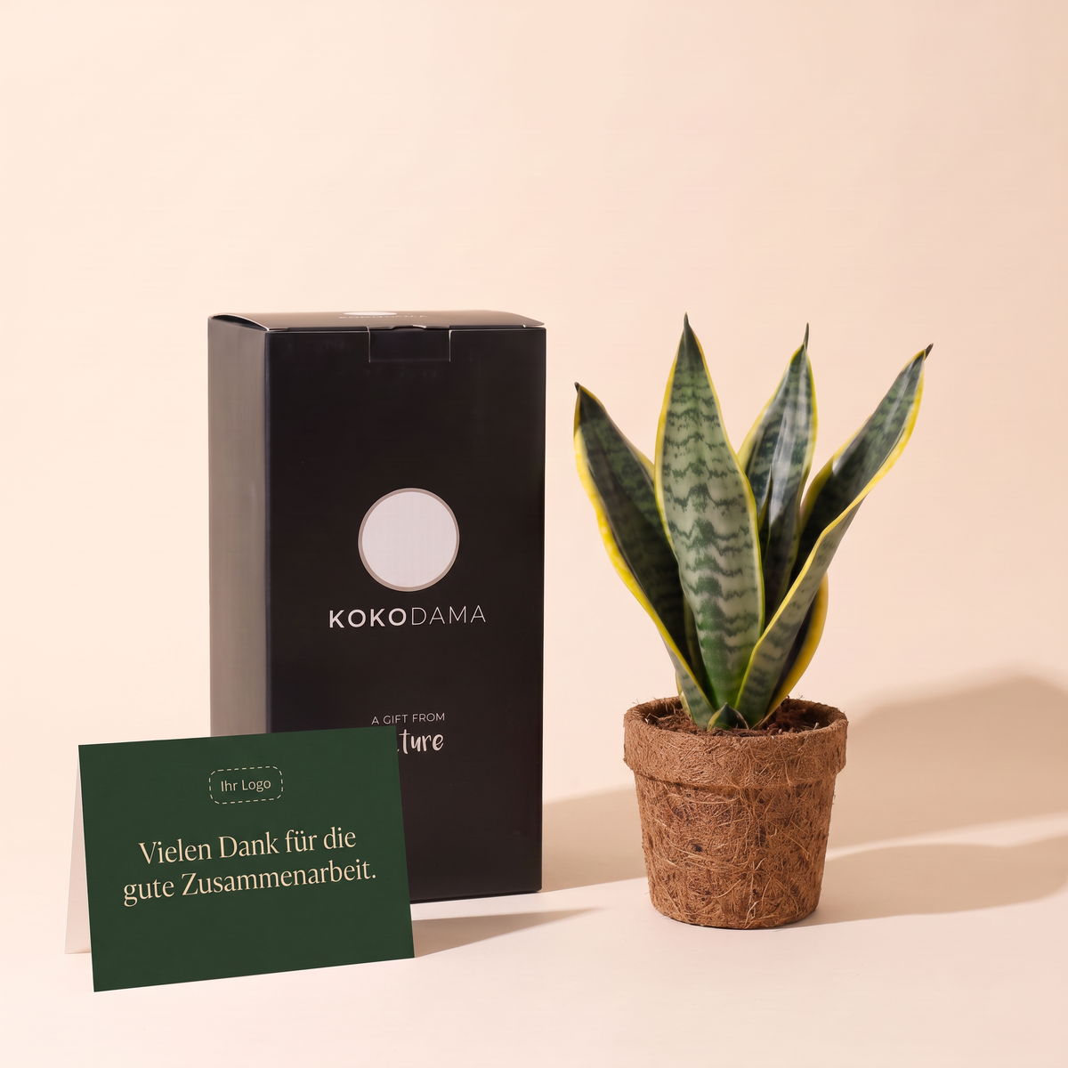 Kokopot Sansevieria Yellow Firmengeschenk: Heroansicht mit Geschenkbox und Grußkarte
