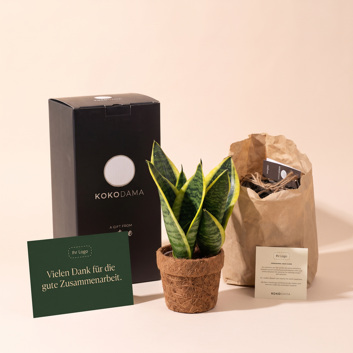 Kokopot Sansevieria Yellow Firmengeschenk: Lieferumfang mit Geschenkbox, Grußkarte und Pflegekarte