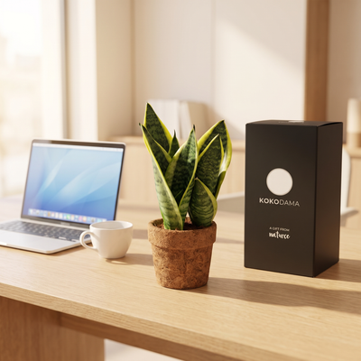 Kokopot Sansevieria Yellow Firmengeschenk: Firmengeschenk in einem modernen Büro