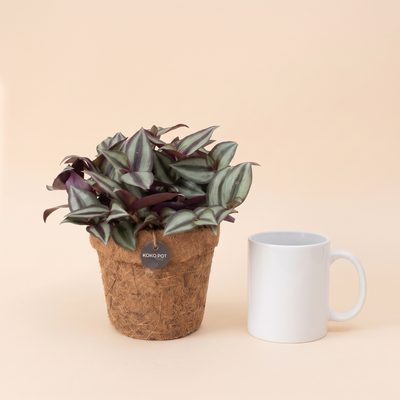 Größenvergleich Kokopot Tradescantia neben einer Kaffeetasse