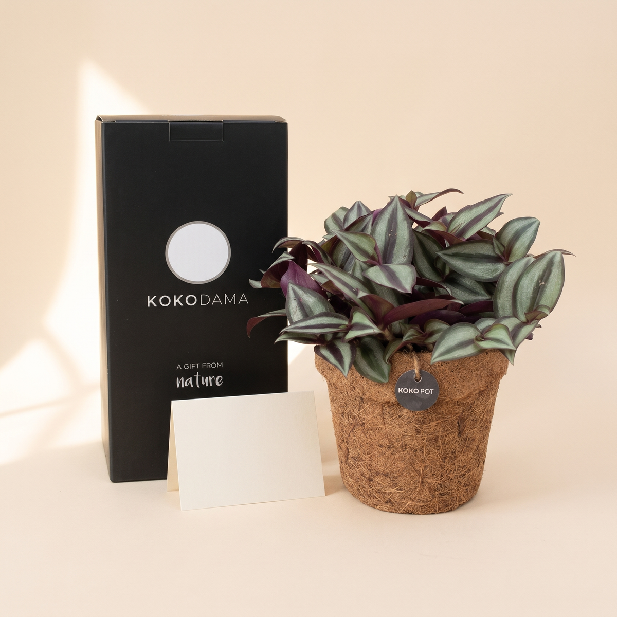 Kokopot Tradescantia als Firmengeschenk mit Geschenkbox und Grußkarte