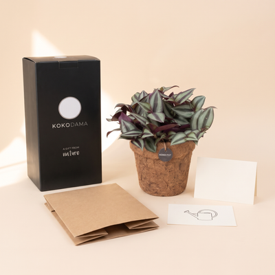 Lieferumfang Kokopot Firmengeschenk: Pflanze, Geschenkbox, Grußkarte und Pflegekarte