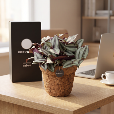 Kokopot Tradescantia als Mitarbeitergeschenk am Arbeitsplatz