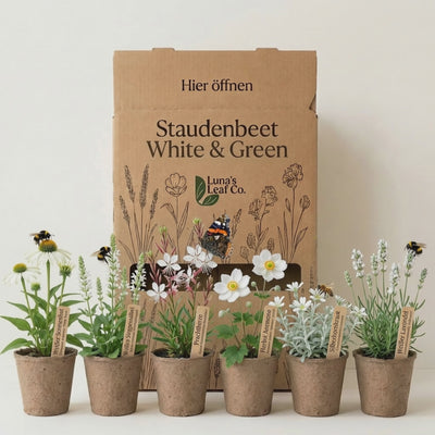 Staudenbeet White & Green - Pflanzenpaket für Sonne bis Halbschatten - 72 Pflanzen - Größe XL