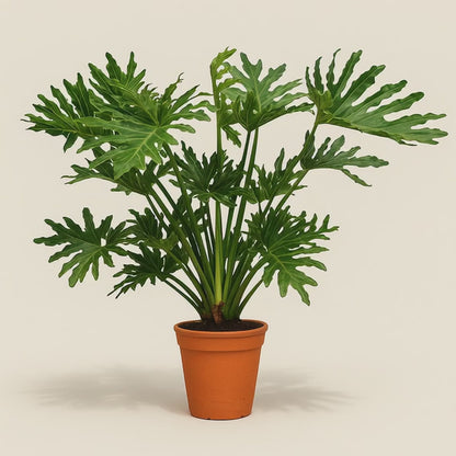 Philodendron Selloum – Philodendron bipinnatifidum - 100 cm - Ø27