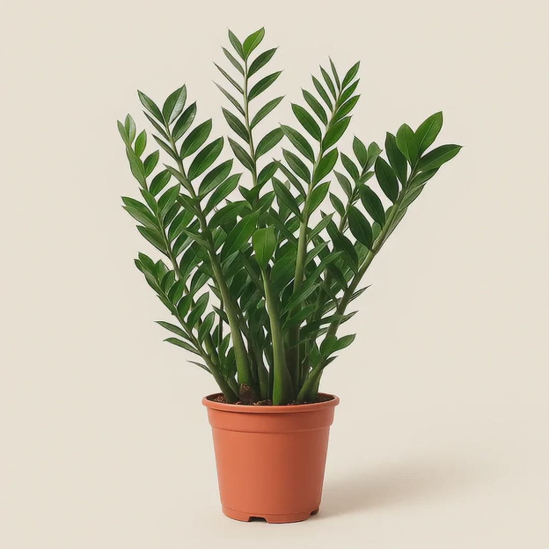 Glücksfeder – Zamioculcas zamiifolia - 100 cm - ø27