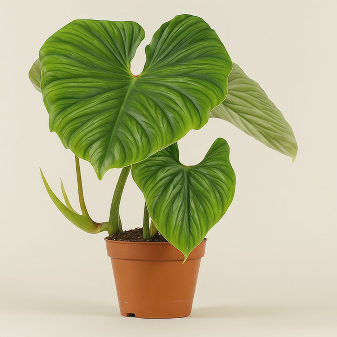 Philodendron Plowmanii  - 50cm - Ø15cm