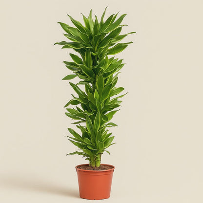Drachenbaum Golden Coast – Dracaena fragrans 'Golden Coast' - 200 cm - ø34