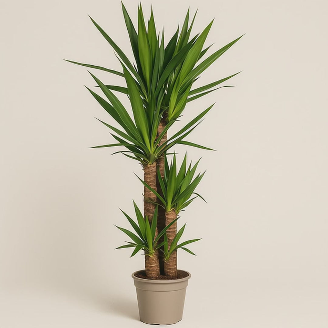 Yucca Palme – Yucca elephantipes - 130 - Ø24cm