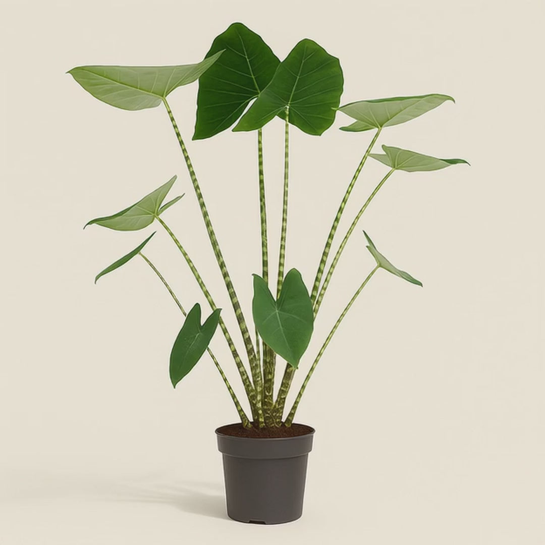 Pfeilblatt Zebrina – Alocasia zebrina - 80 cm - Ø21cm