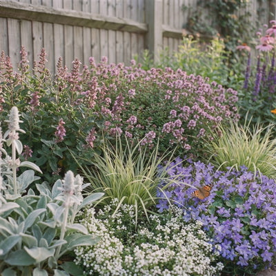 Video Staudenbeet Silver Dry Garden im Garten