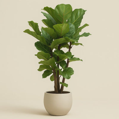 Geigenfeige verzweigt – Ficus lyrata - 190cm - ø32