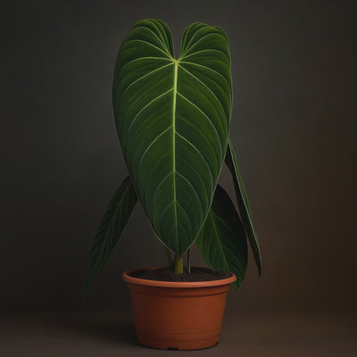 XXL-Premium Philodendron Melanochrysum - 75cm - Ø21cm