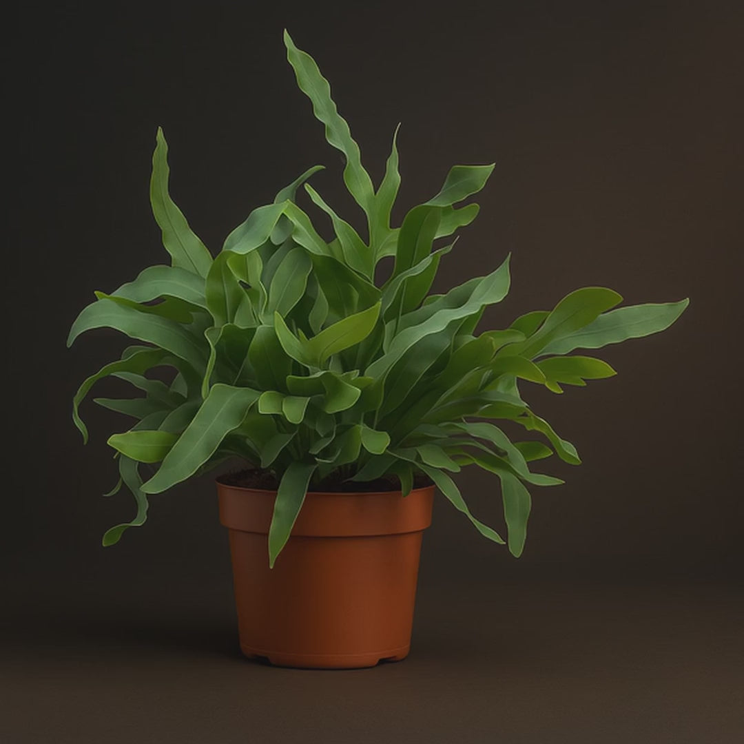 Premium Phlebodium Blue Star - 32 cm - Ø12cm