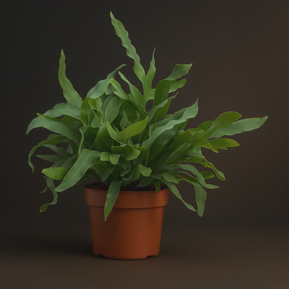 Premium Phlebodium Blue Star - 32 cm - Ø12cm
