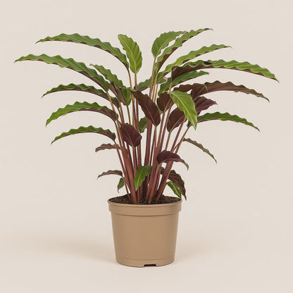 Calathea Rufibarba - 45 cm - Ø17cm