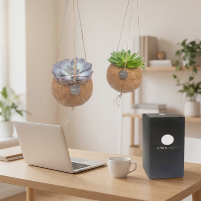 Kokodama Echeveria hängend 2er-Set Firmengeschenk als kurzes Produktvideo