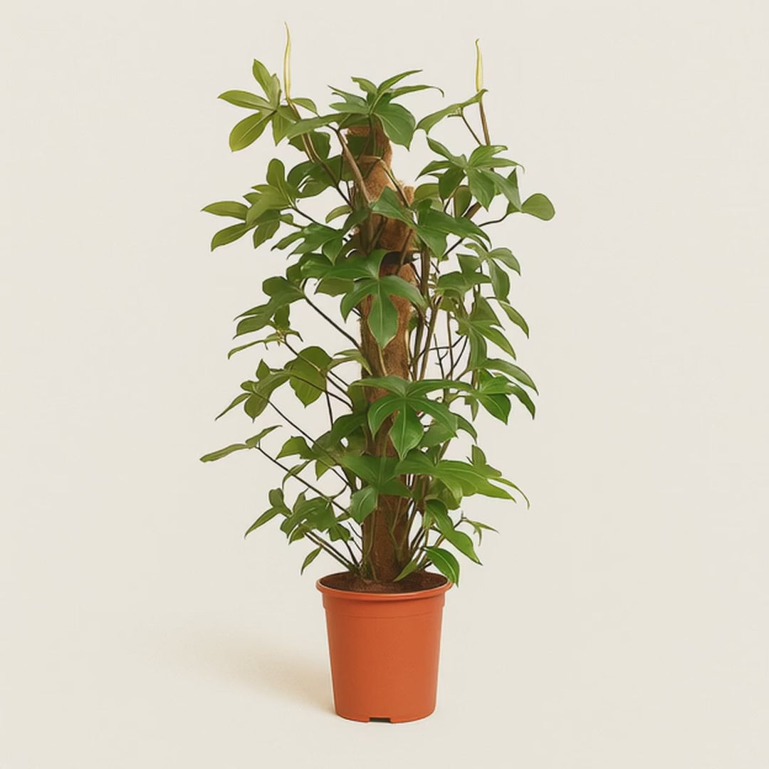 Eichenblatt-Philodendron – Philodendron pedatum - 130cm - Ø27cm