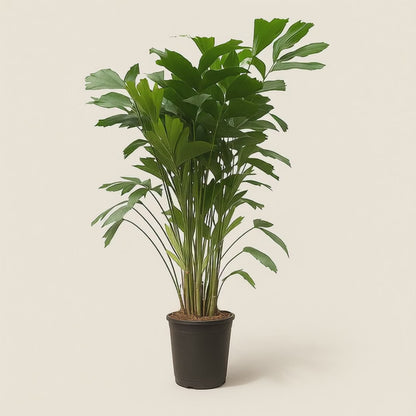 Caryota Mitis - 180 cm - Ø27