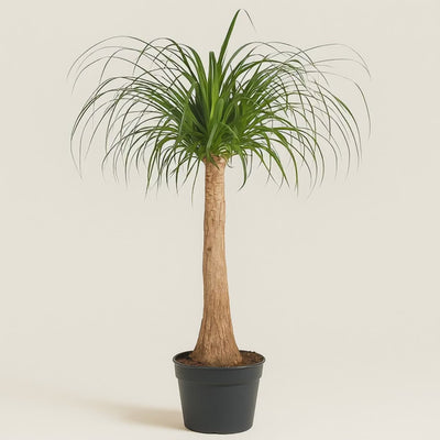 Elefantenfuß – Beaucarnea recurvata - 120 cm - ø32