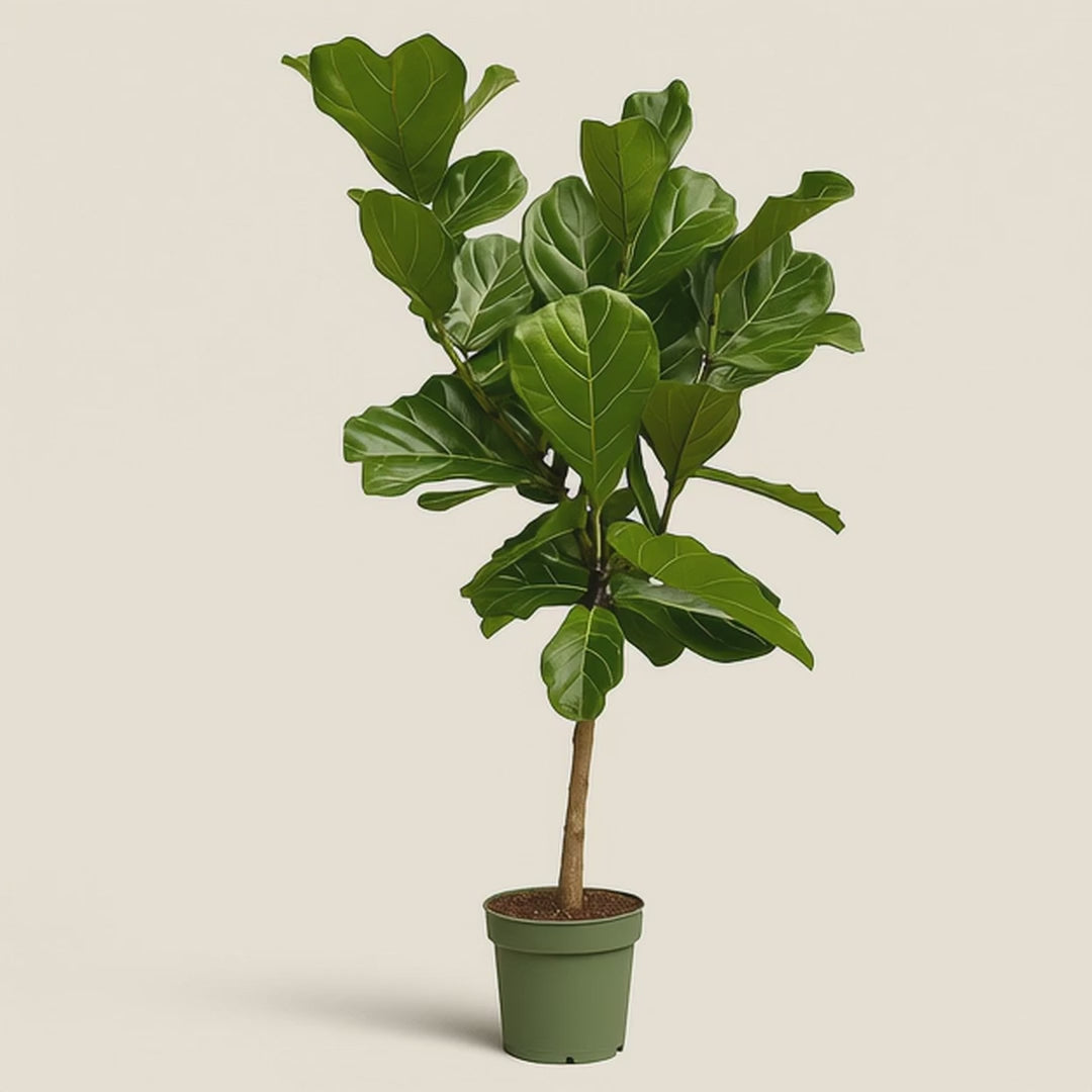 Geigenfeige auf Stamm – Ficus lyrata - 150 cm - Ø27