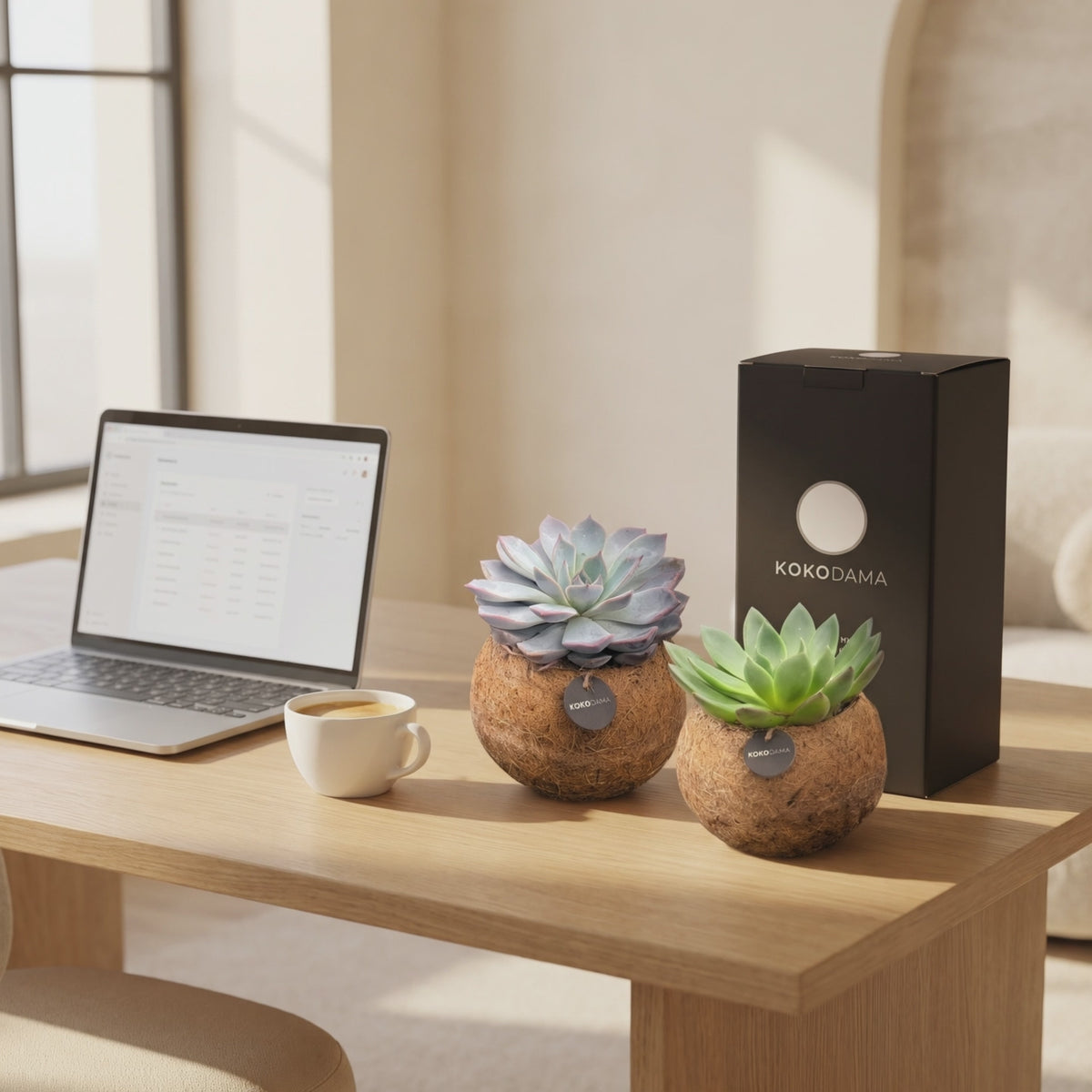 Kokodama Echeveria stehend 2er-Set Firmengeschenk als kurzes Produktvideo