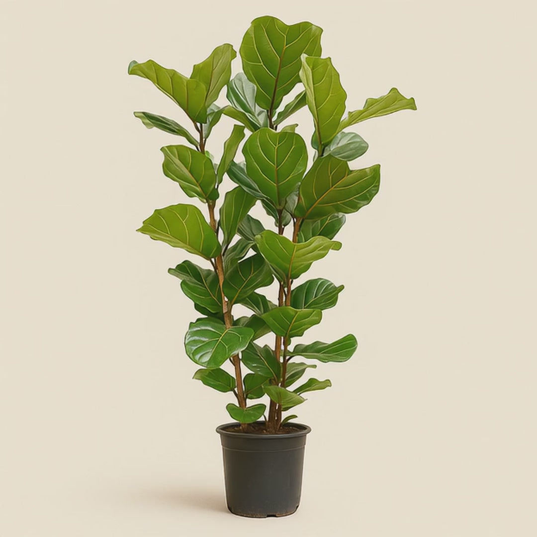 Geigenfeige buschig – Ficus lyrata - 155 cm - Ø27