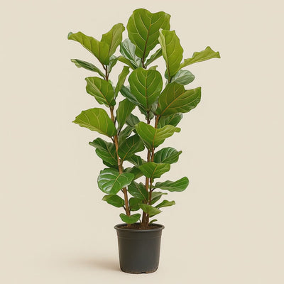 Geigenfeige buschig – Ficus lyrata - 155 cm - Ø27