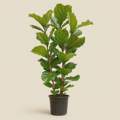 Geigenfeige buschig – Ficus lyrata - 155 cm - Ø27