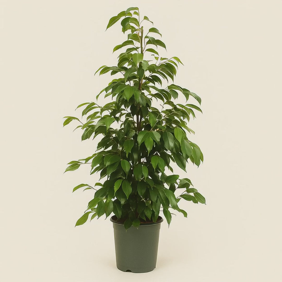 Birkenfeige  'Danielle' - Ficus benjamina 'Danielle' - 95cm - Ø21cm