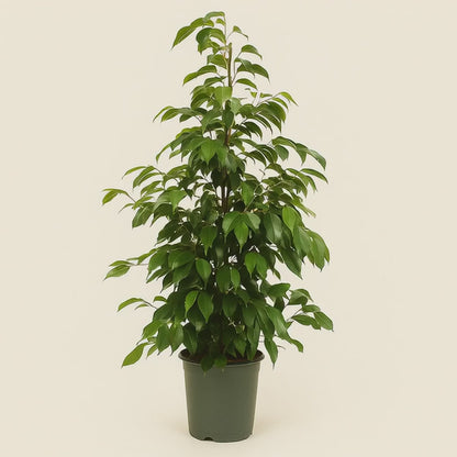 Birkenfeige  'Danielle' - Ficus benjamina 'Danielle' - 95cm - Ø21cm