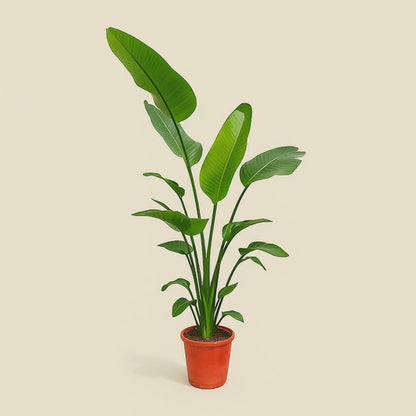 Baumstrelitzie – Strelitzia nicolai - 190 cm - ø25-27