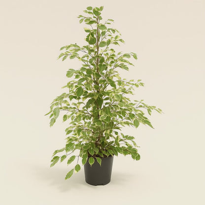 Trauerweide Twilight - Ficus benjamina 'Twilight' - 95cm - Ø21cm
