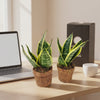 Kokopot Sansevieria Yellow 2er-Set Firmengeschenk als kurzes Produktvideo